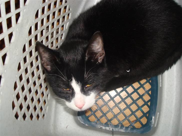 Huskat LilleMis - hey og velkommen til min lille mis profil billede 1