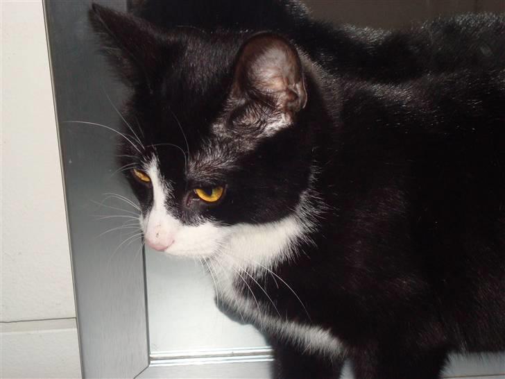 Huskat LilleMis - jeg leger på lur har du set nogle mus ? billede 2