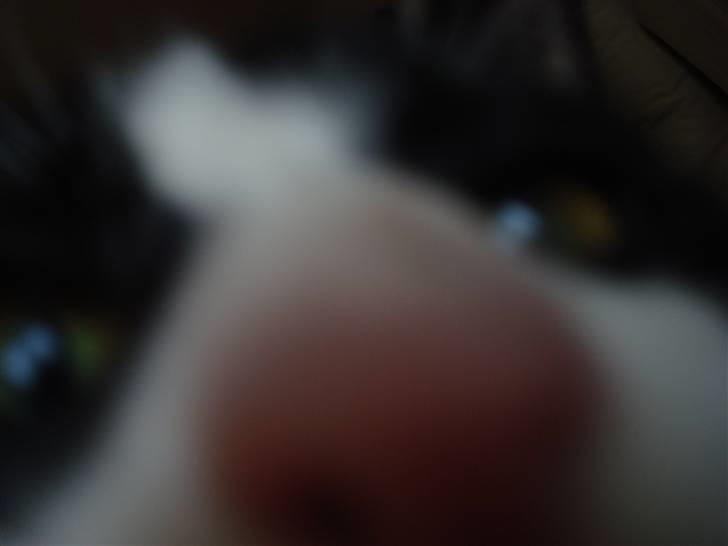 Huskat LilleMis - min snude ! ! ! ! ! ! ! billede 3