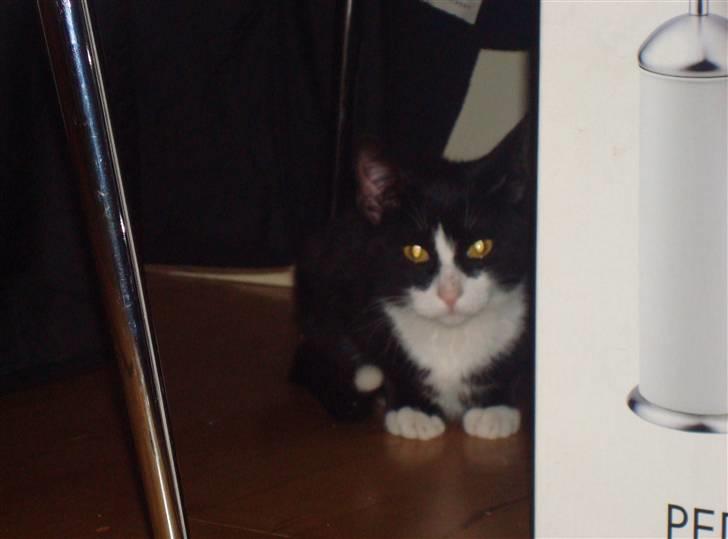 Huskat LilleMis - jeg gemmer mig hæ hæ hæ - øv er det dig ok du fandt mig billede 4