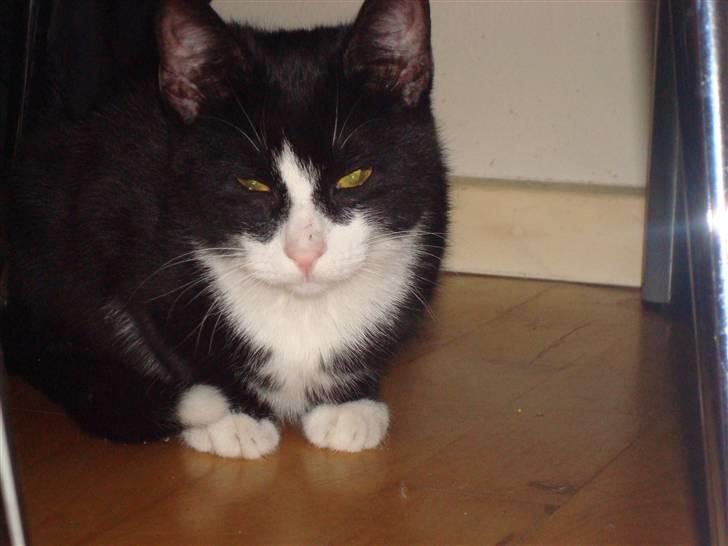 Huskat LilleMis - hej jeg hedder lille mis billede 5