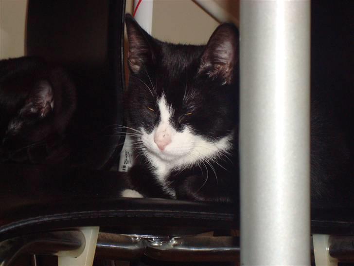 Huskat LilleMis - HALLO jeg sover billede 6