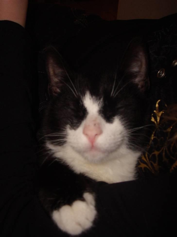 Huskat LilleMis - jeg  prøver at posere her -skrid billede 8