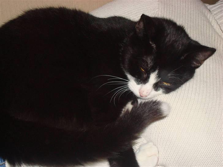 Huskat LilleMis - gab!!!!!!!!!!!!!! billede 10