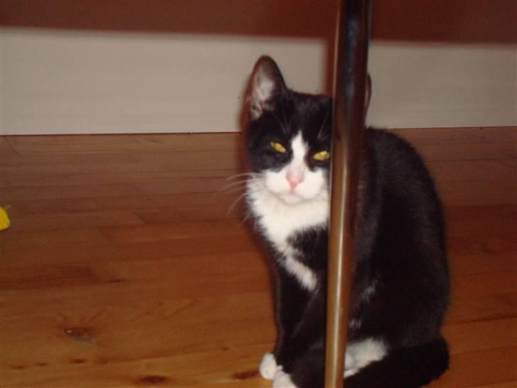 Huskat LilleMis - øv jeg er ikke tynd nok til at gemme mig her billede 12