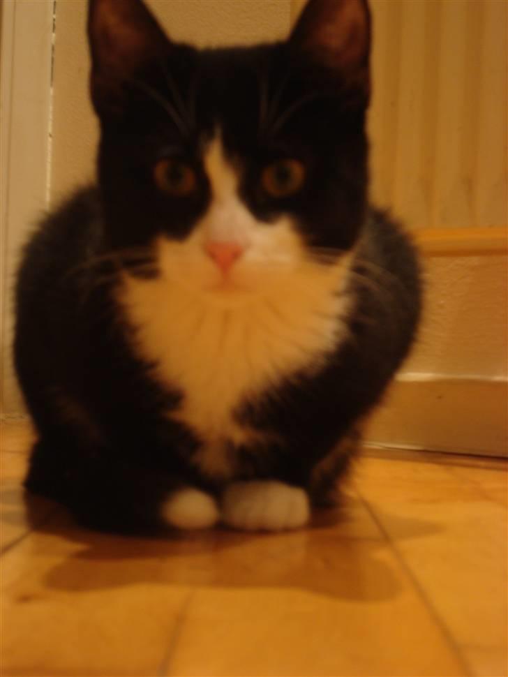 Huskat LilleMis - hem klor du på  billede 13