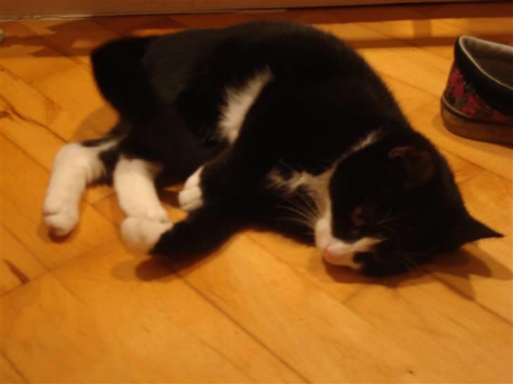 Huskat LilleMis - gå jeg vil sove - skrid eller jeg river dig billede 14