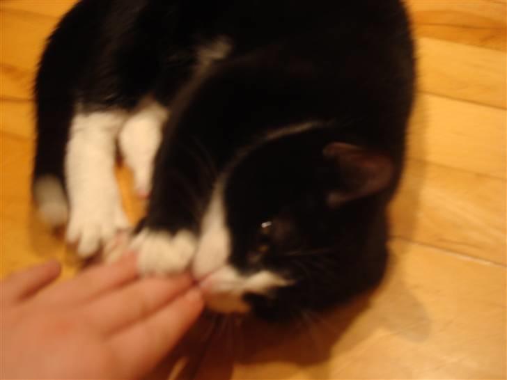 Huskat LilleMis - nam nam det her smager godt er det med paprika eller salt billede 15