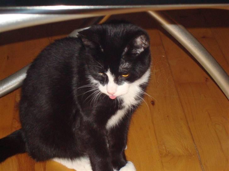 Huskat LilleMis - se min tunge den er luserød kan du se det  billede 16