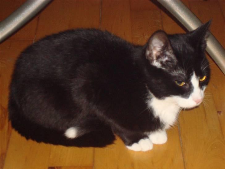 Huskat LilleMis - jeg  slapper bare af billede 17