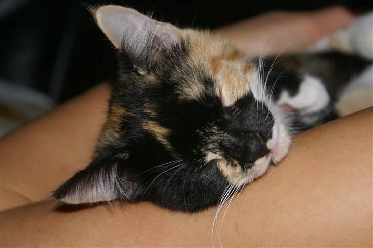 Huskat Ferrari og Andrea - Andrea ligger og sover i mors arme billede 11