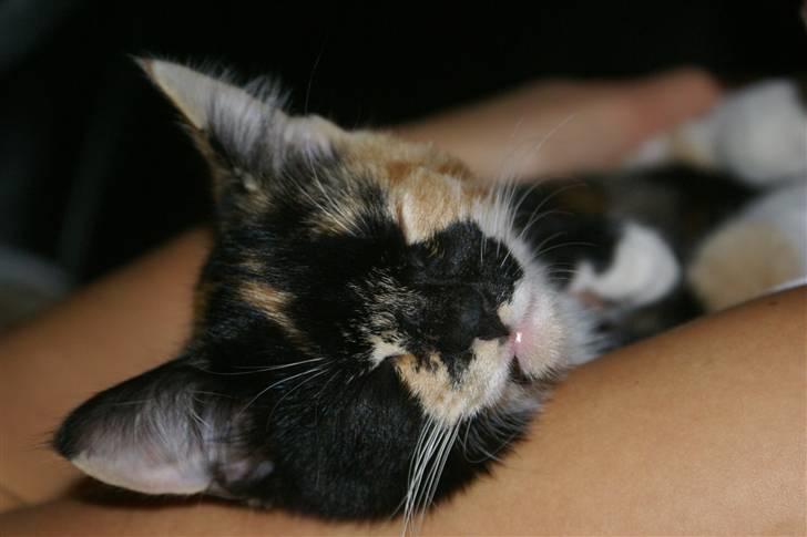 Huskat Ferrari og Andrea - Ahh hygge billede 12