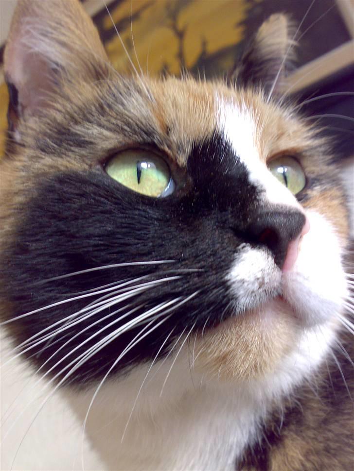 Blanding af racer Milan billede 1