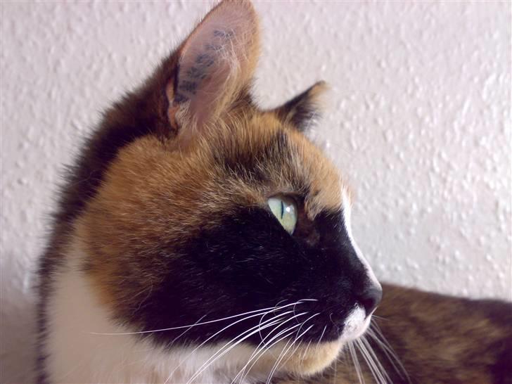 Blanding af racer Milan billede 2