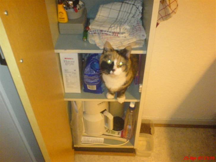 Blanding af racer Milan billede 3