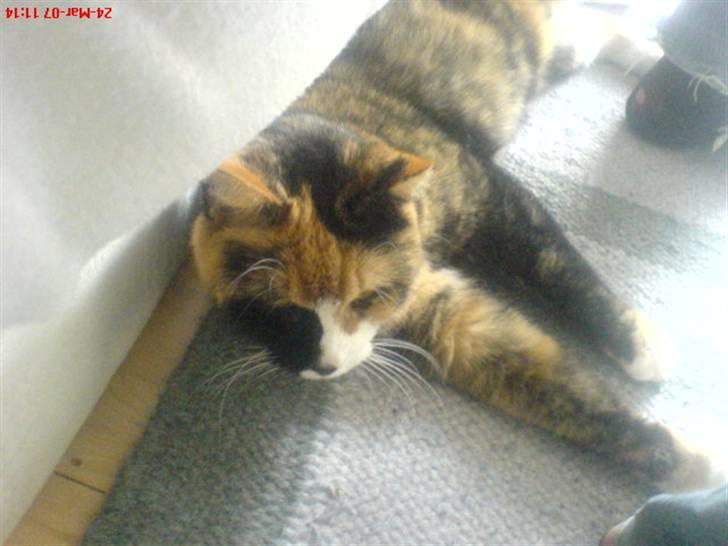 Blanding af racer Milan billede 4