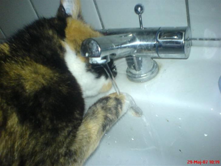 Blanding af racer Milan billede 5