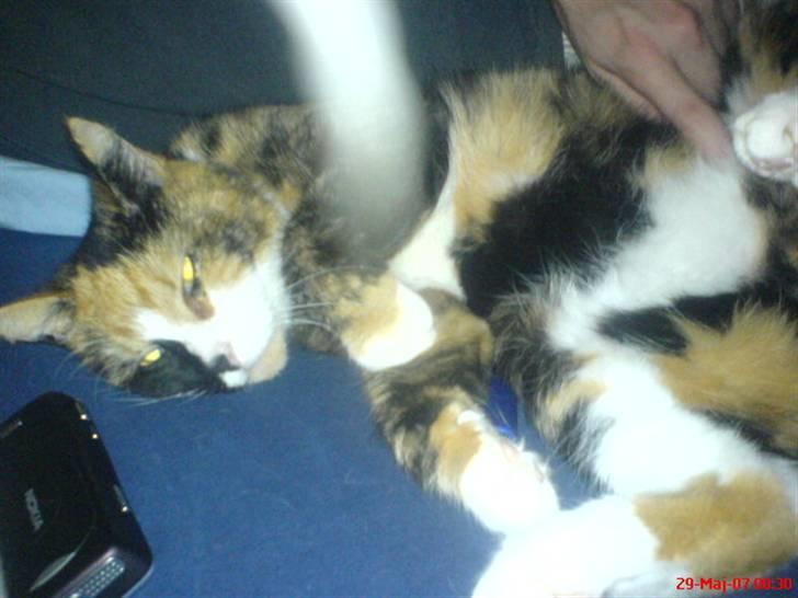 Blanding af racer Milan billede 6