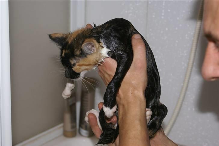 Huskat Ferrari og Andrea - Andrea har været i bad, da hun skal have loppe kur billede 13