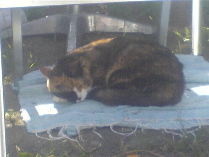 Blanding af racer Milan billede 7