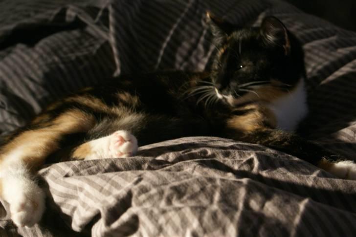 Huskat Ferrari og Andrea - Ferrari pigen billede 14