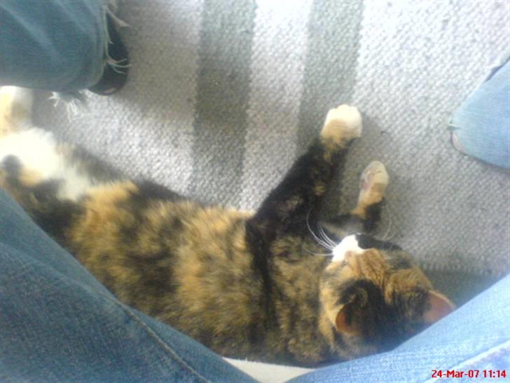 Blanding af racer Milan billede 8