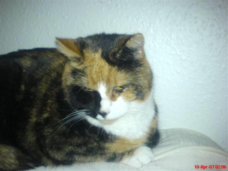 Blanding af racer Milan billede 9