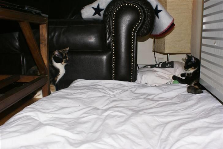 Huskat Ferrari og Andrea - Hygge i stuen billede 15