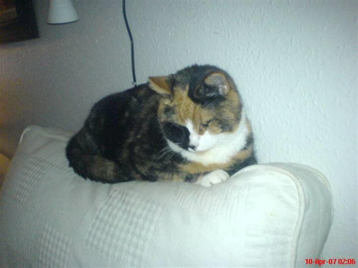 Blanding af racer Milan billede 10