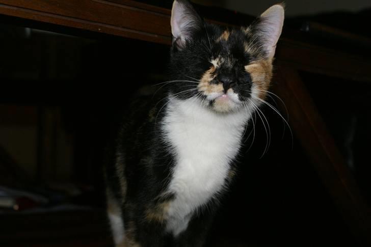 Huskat Ferrari og Andrea - Andrea Pigen billede 16