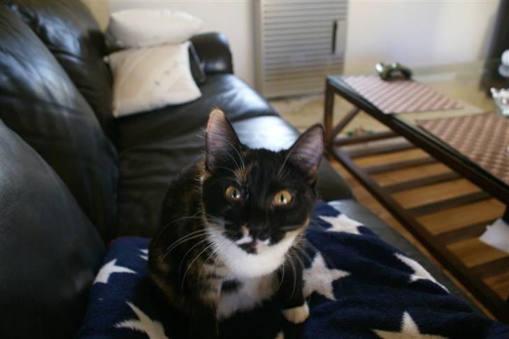 Huskat Ferrari og Andrea - Ferrari elsker at være i sofaen billede 17