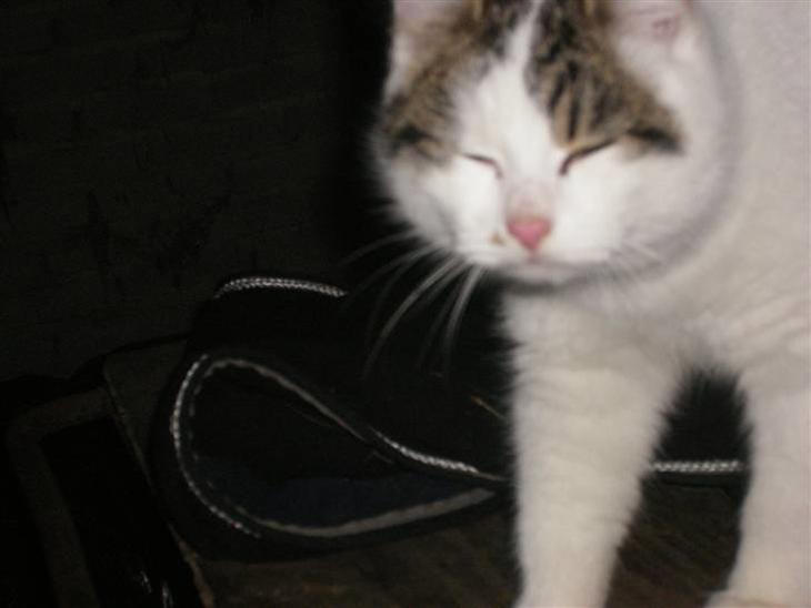 {{currentPhoto.altText}} billede {{currentPhoto.number}}