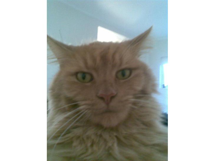 {{currentPhoto.altText}} billede {{currentPhoto.number}}