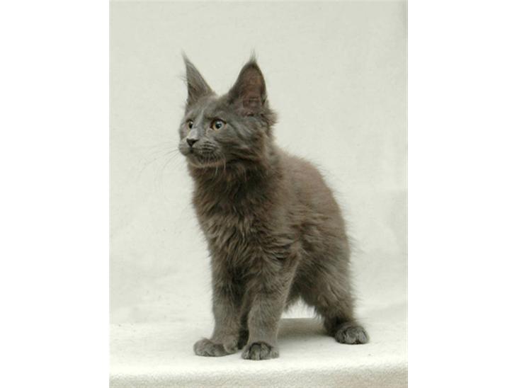 Maine Coon Samba Magic - samba hjemme hos sin opdrætter-mor billede 1