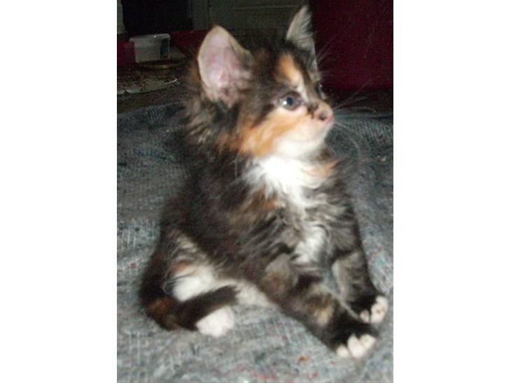 Maine Coon Claire billede 1