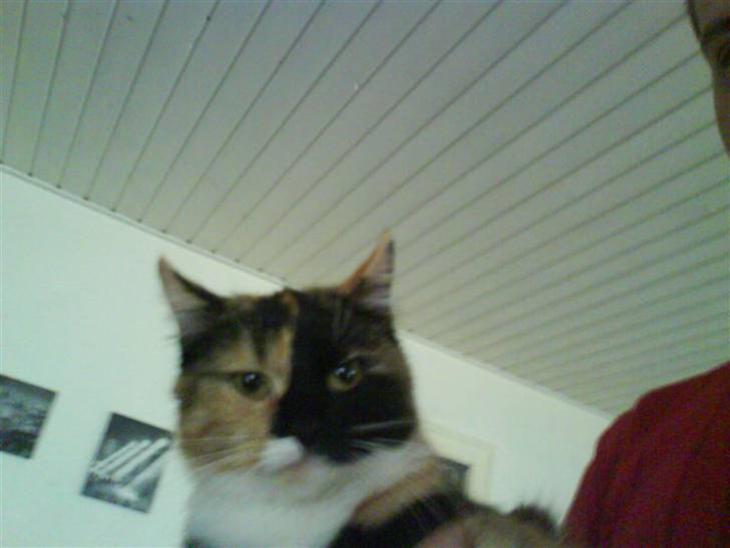 {{currentPhoto.altText}} billede {{currentPhoto.number}}