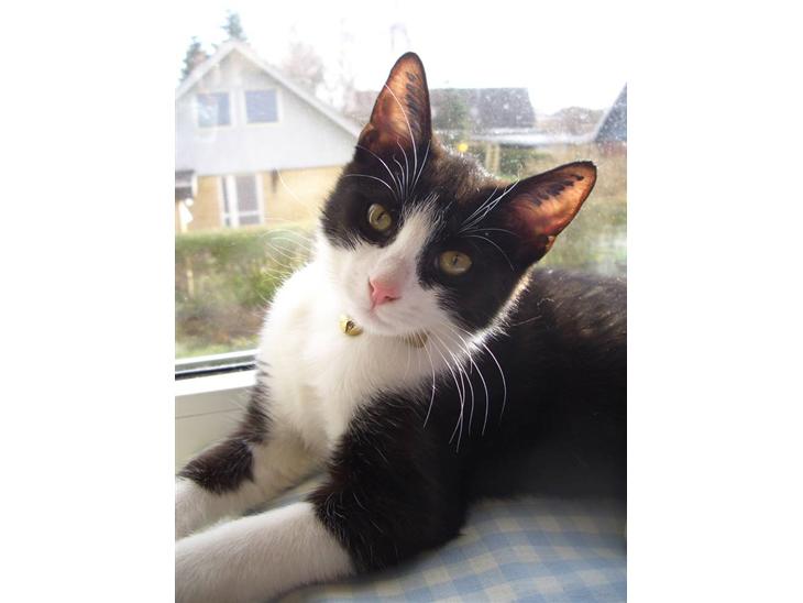 {{currentPhoto.altText}} billede {{currentPhoto.number}}