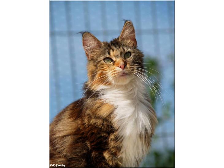 Maine Coon DK Abelone's Biki - *NYT 03-06-2009*  ;o) billede 1