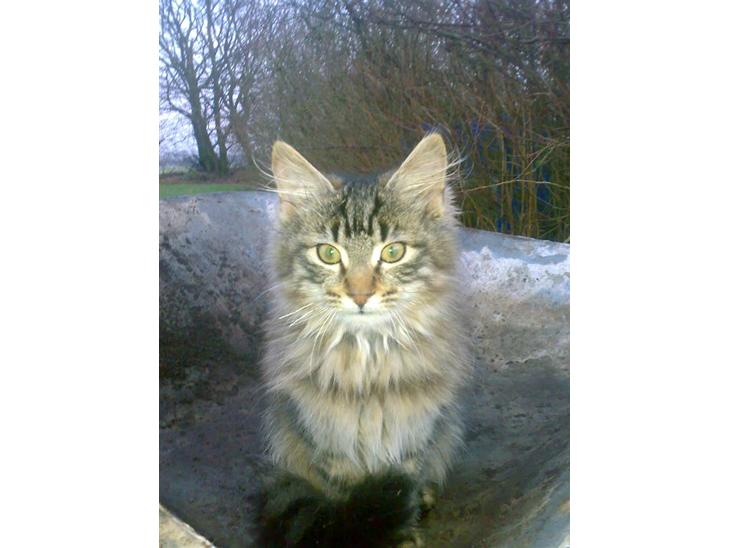 Maine Coon Nuller billede 1
