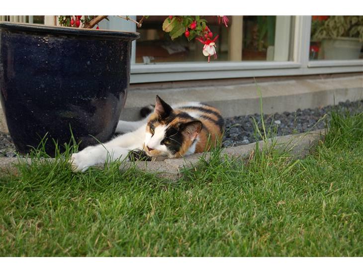 {{currentPhoto.altText}} billede {{currentPhoto.number}}