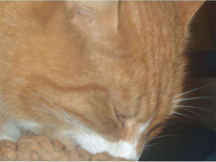 {{currentPhoto.altText}} billede {{currentPhoto.number}}