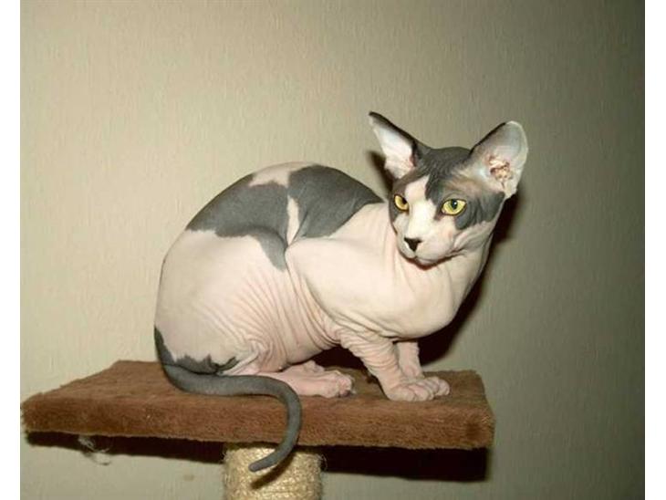 Sphynx Sky billede 1