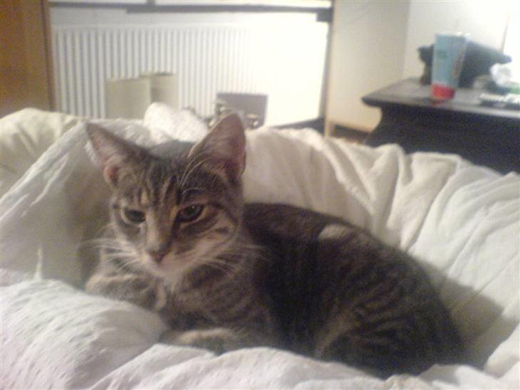 {{currentPhoto.altText}} billede {{currentPhoto.number}}