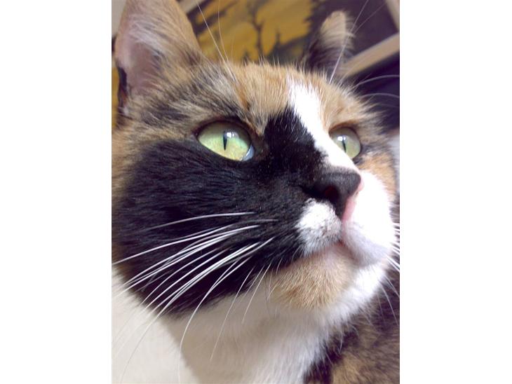 {{currentPhoto.altText}} billede {{currentPhoto.number}}