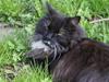 Maine Coon Trold