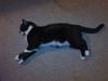 Blanding af racer samson R.I.P!)':