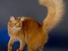 Somali Dushara Simba Sam [ Himmelkat]