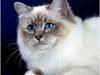 Hellig Birma Gazali´s Kimberly