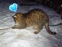 Huskat *Dusmus* R.I.P