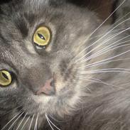 Maine Coon TiGeR
